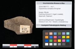 Foto (Objekt + Etikett) von Glyptostrobus europaeus Brongniart (NHMW-GEO-2024-0188-0172)